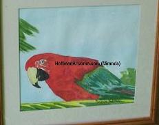 Red Macaw Original Watercolor $50.00