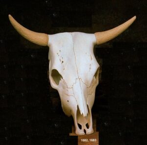 K1682 & K1683 Large Longhorn Skull 16.5" Bisque $43.50 pr23